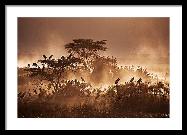 Marabou Stork Colony At Dusk