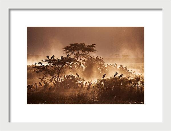 Marabou Stork Colony At Dusk