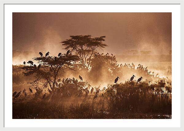 Marabou Stork Colony At Dusk