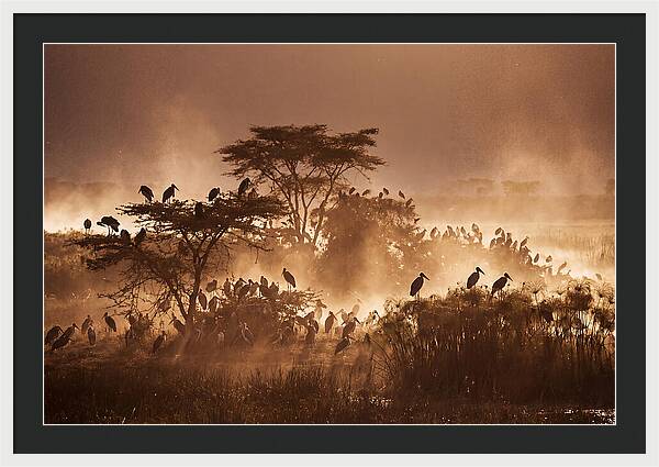 Marabou Stork Colony At Dusk