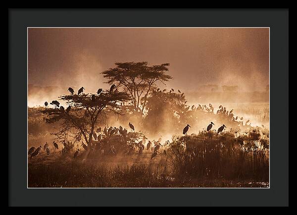 Marabou Stork Colony At Dusk