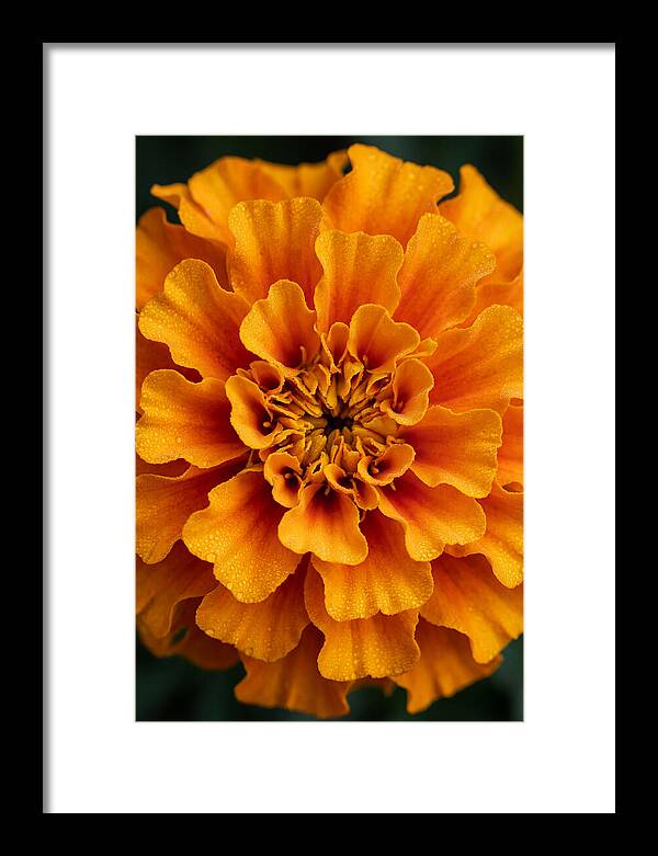 Marigold Blossom In Detail