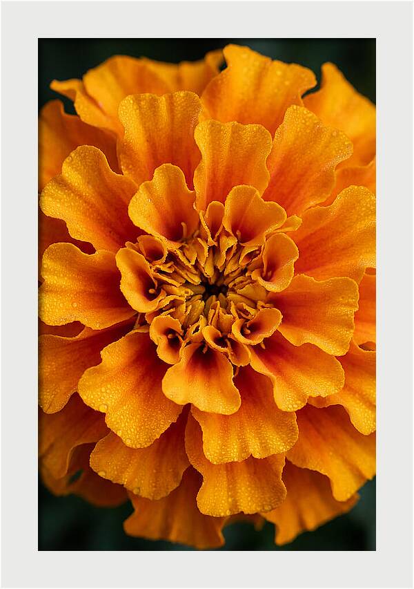 Marigold Blossom In Detail