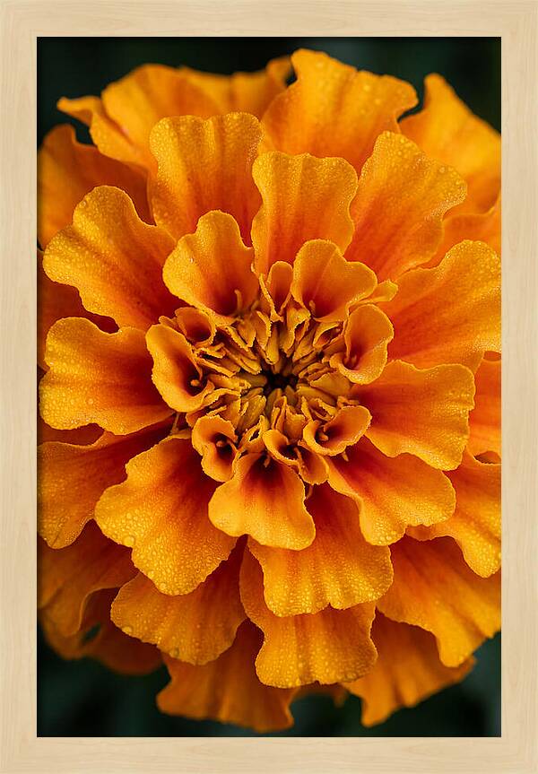 Marigold Blossom In Detail