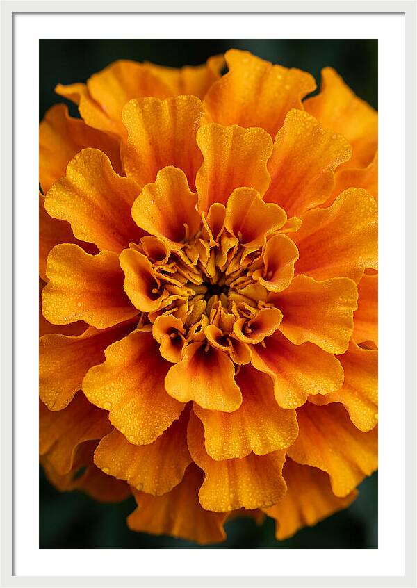 Marigold Blossom In Detail