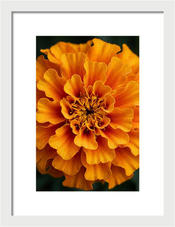 Marigold Blossom In Detail