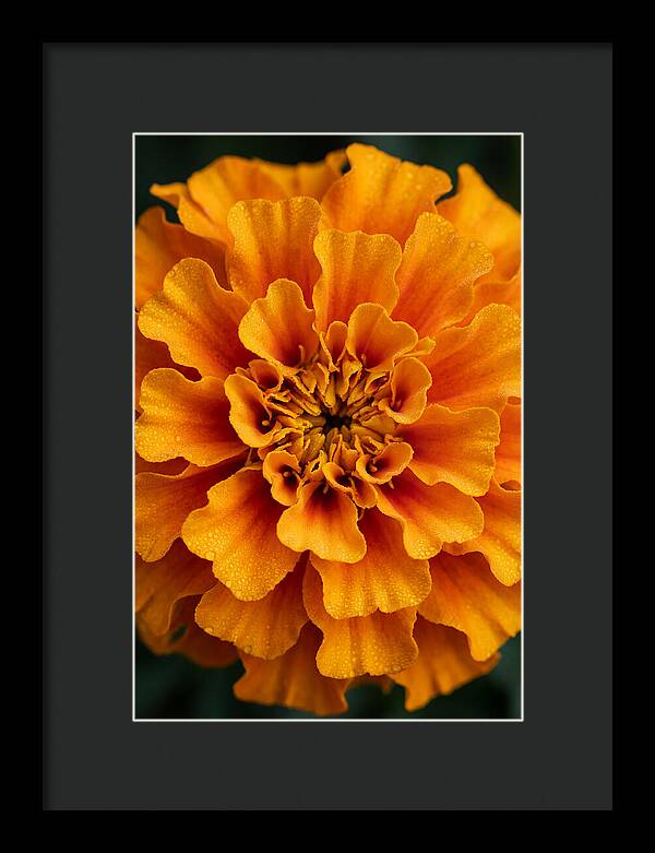 Marigold Blossom In Detail