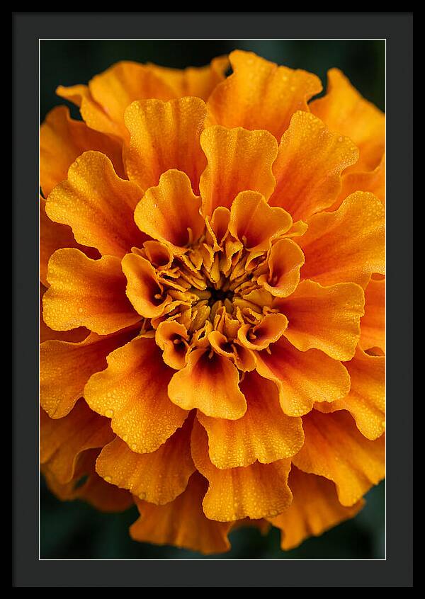 Marigold Blossom In Detail