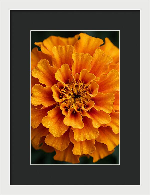 Marigold Blossom In Detail