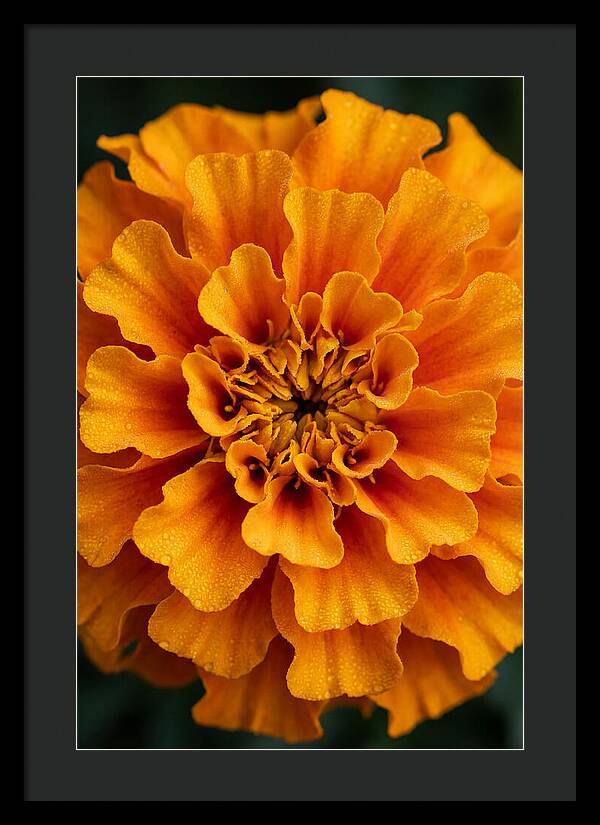 Marigold Blossom In Detail