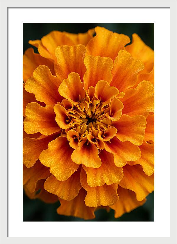 Marigold Blossom In Detail