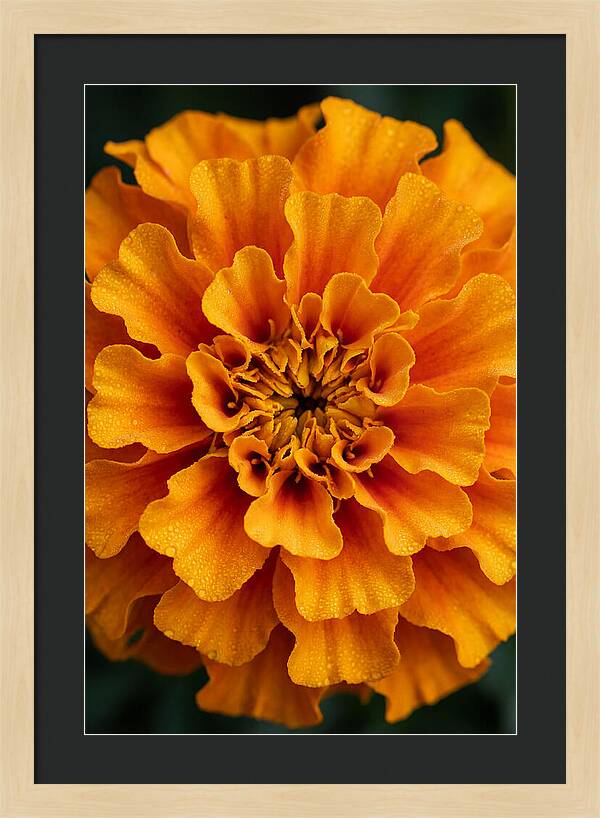 Marigold Blossom In Detail