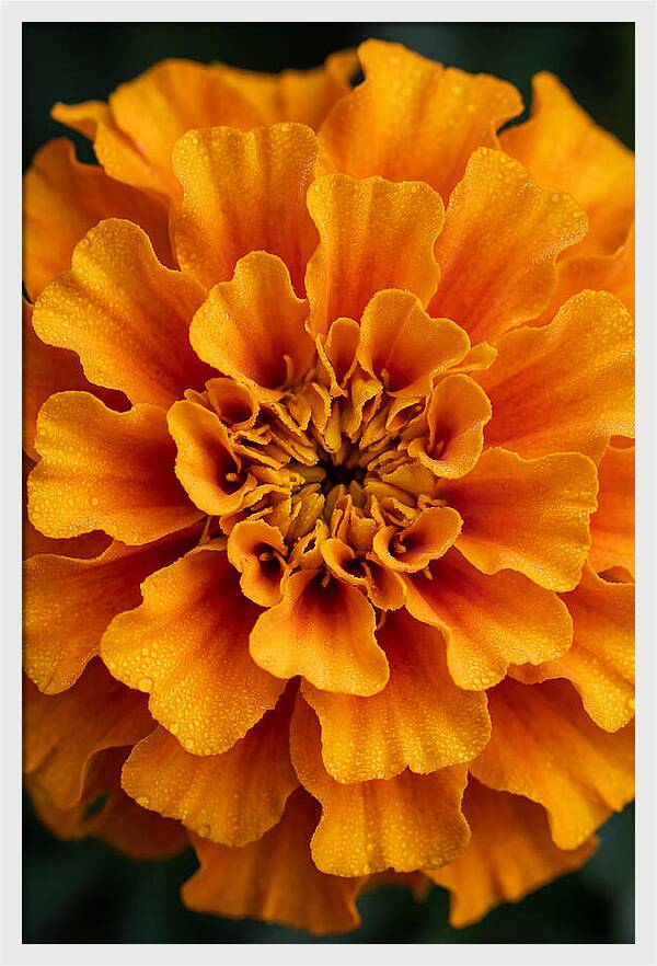 Marigold Blossom In Detail