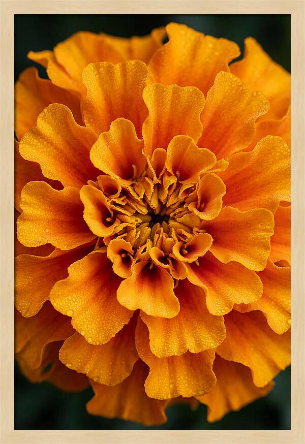 Marigold Blossom In Detail