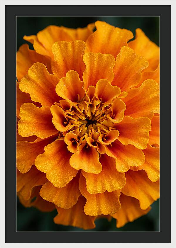 Marigold Blossom In Detail