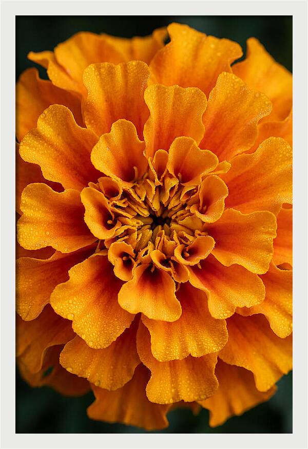 Marigold Blossom In Detail