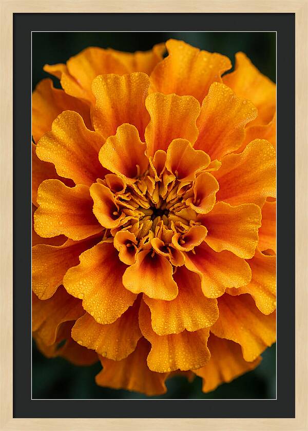Marigold Blossom In Detail
