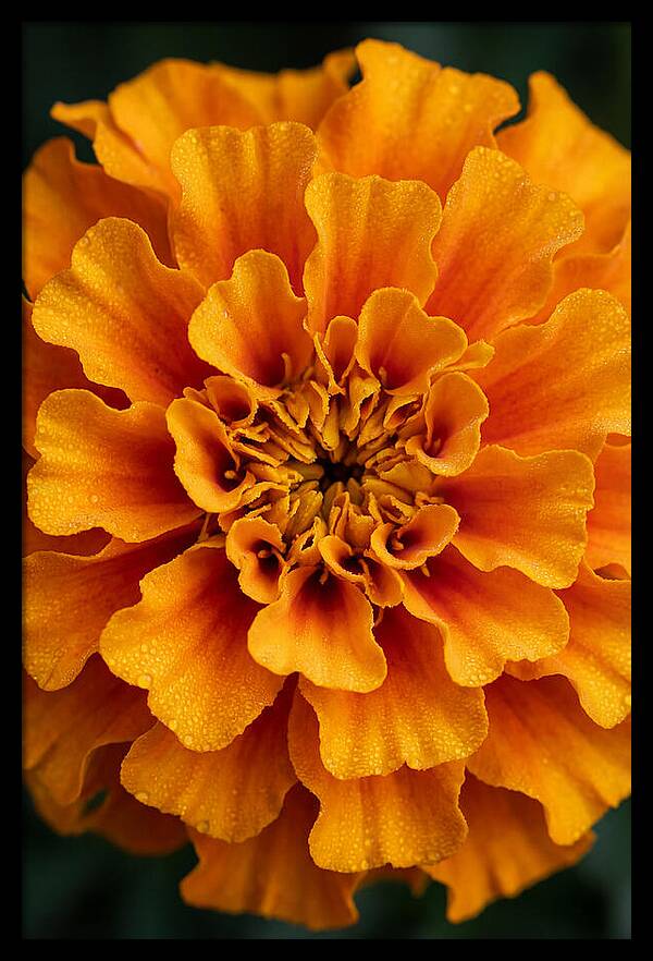 Marigold Blossom In Detail