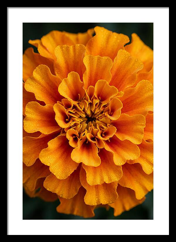 Marigold Blossom In Detail