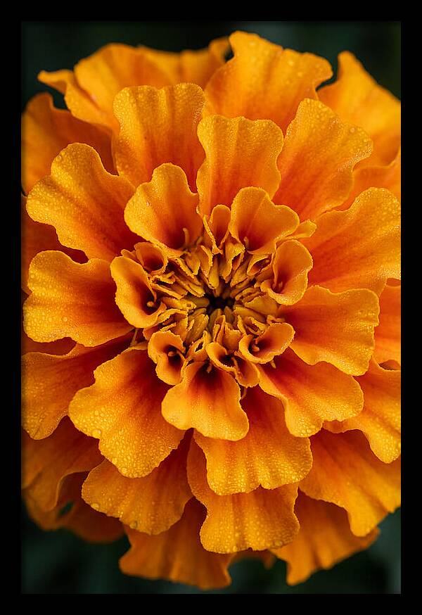 Marigold Blossom In Detail