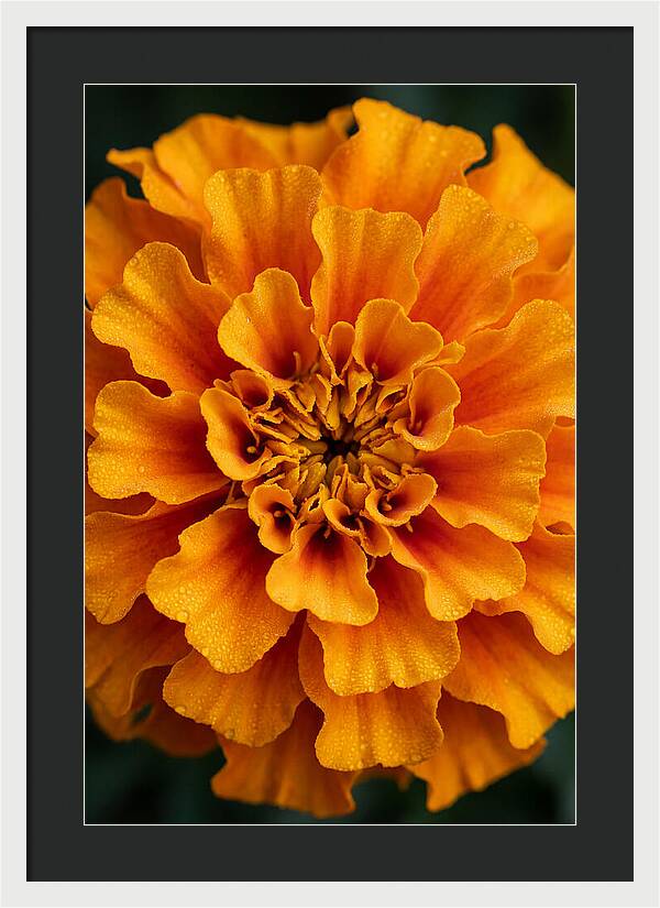 Marigold Blossom In Detail