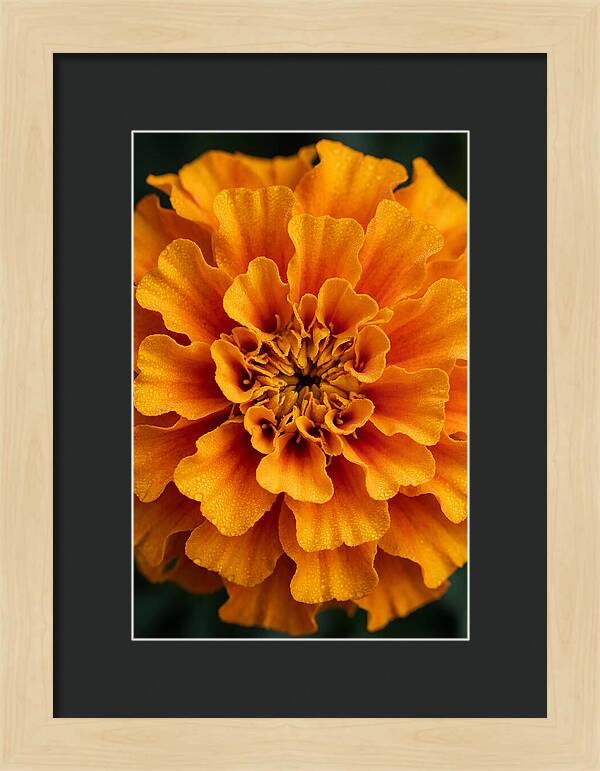 Marigold Blossom In Detail