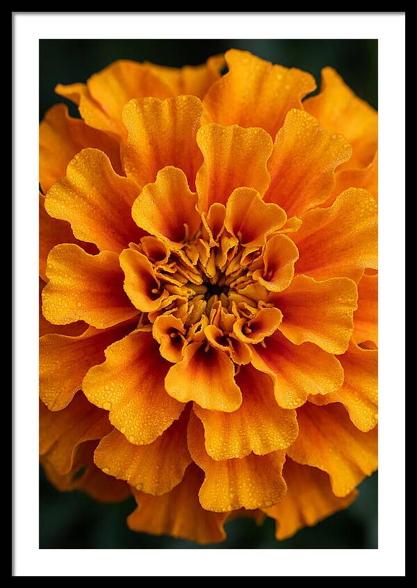 Marigold Art