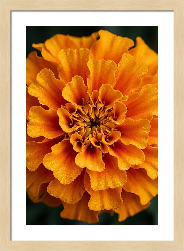 Marigold Blossom In Detail