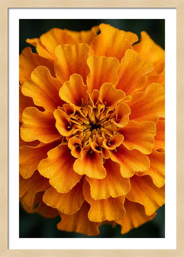 Marigold Blossom In Detail