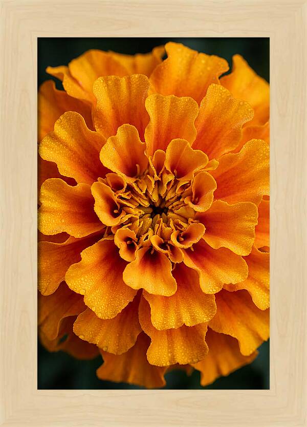 Marigold Blossom In Detail
