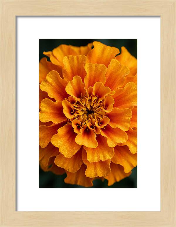 Marigold Blossom In Detail