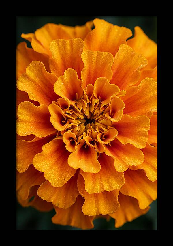 Marigold Blossom In Detail