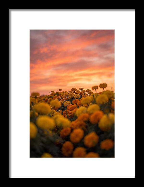 Marigold Fields At Dusk