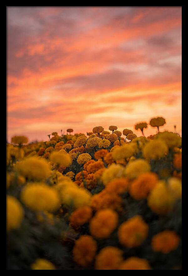 Marigold Fields At Dusk