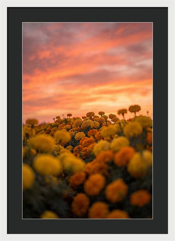 Marigold Fields At Dusk