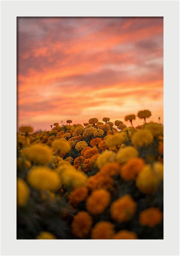 Marigold Fields At Dusk