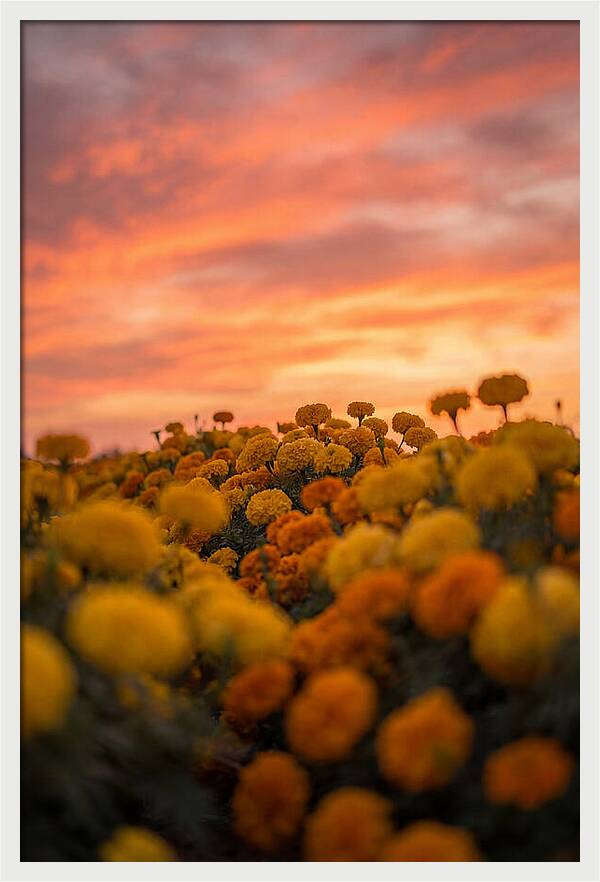 Marigold Fields At Dusk