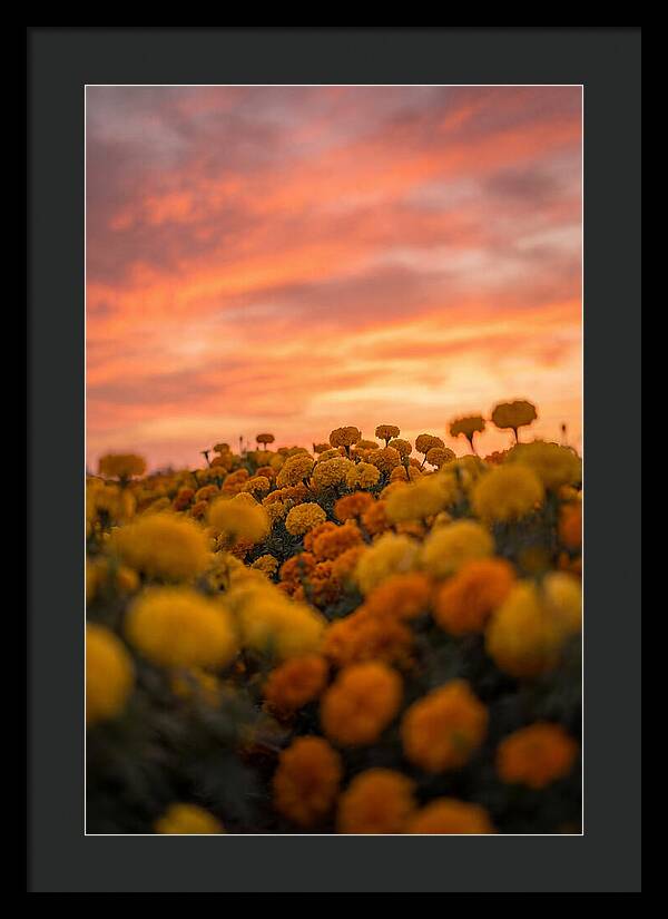 Marigold Fields At Dusk