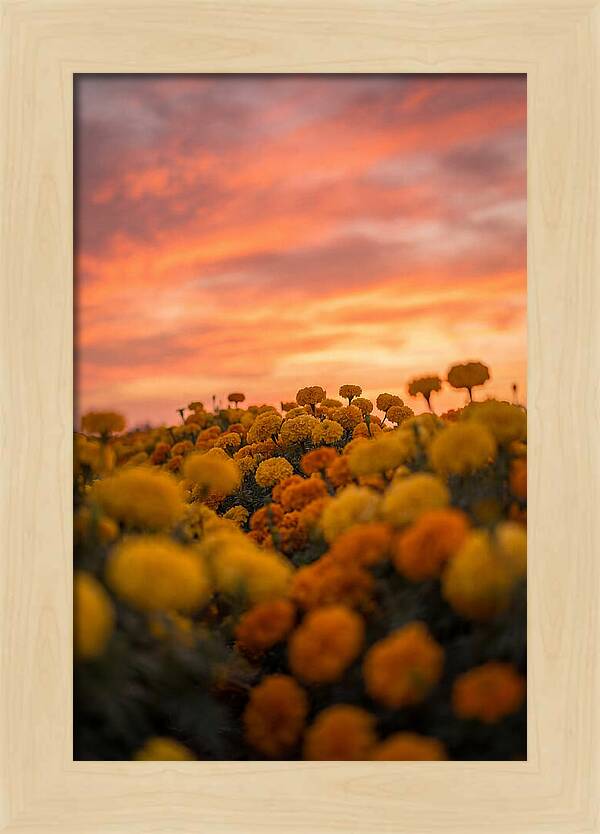 Marigold Fields At Dusk