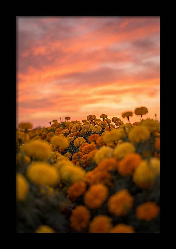Marigold Fields At Dusk