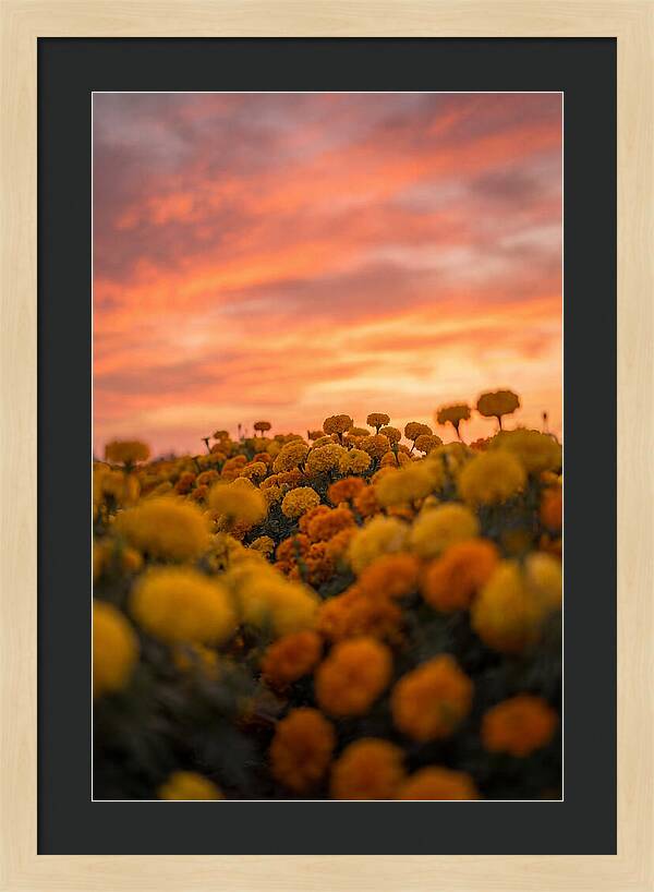 Marigold Fields At Dusk