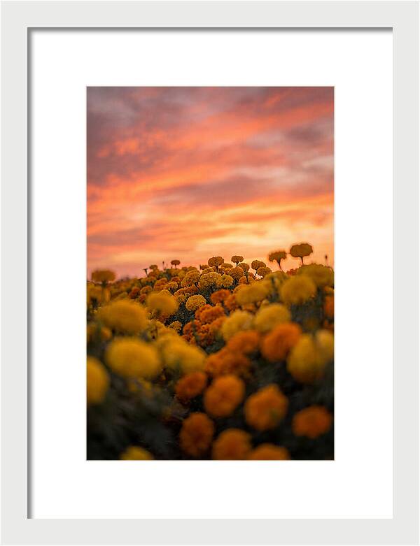 Marigold Fields At Dusk