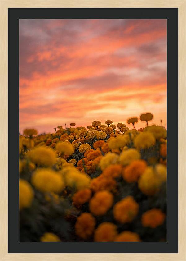 Marigold Fields At Dusk
