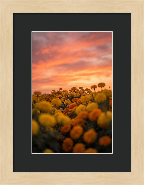 Marigold Fields At Dusk