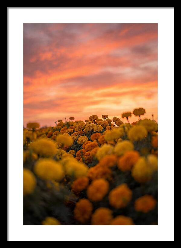 Marigold Fields At Dusk