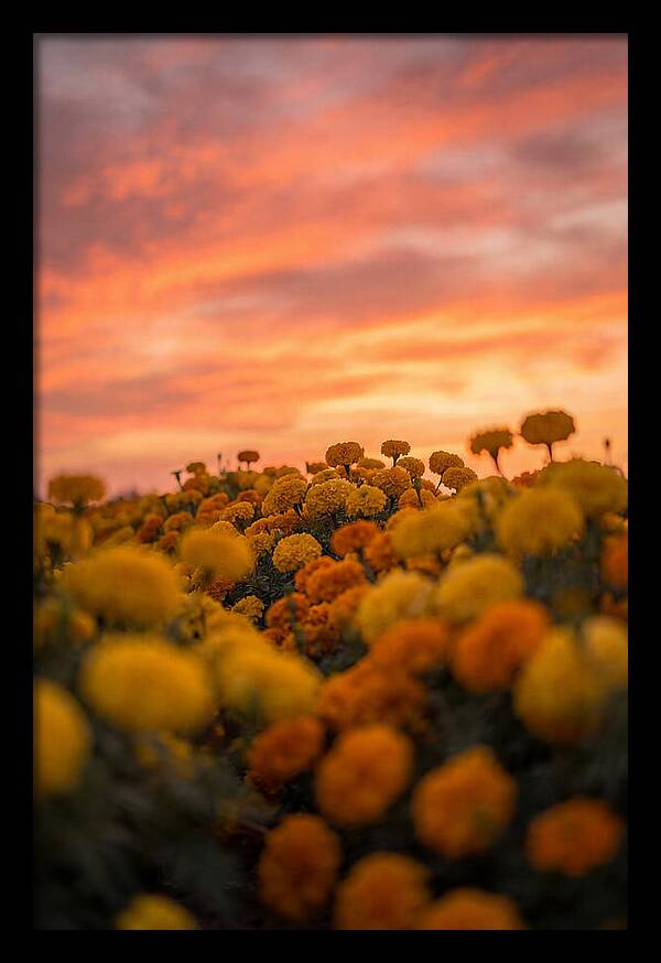 Marigold Fields At Dusk