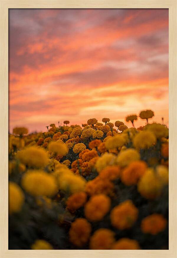 Marigold Fields At Dusk