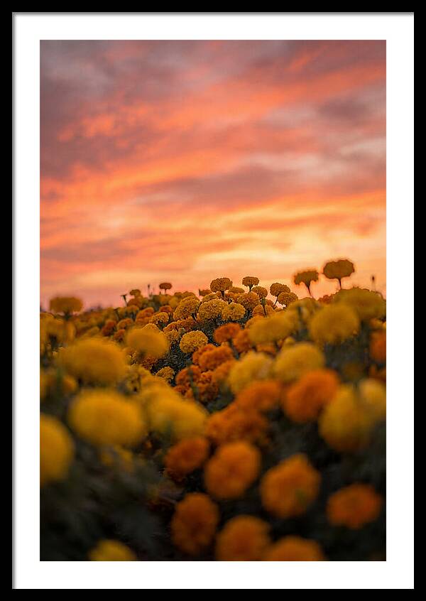 Marigold Fields At Dusk