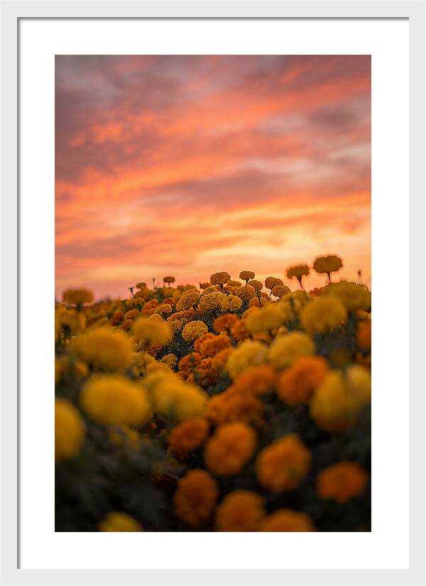 Marigold Fields At Dusk