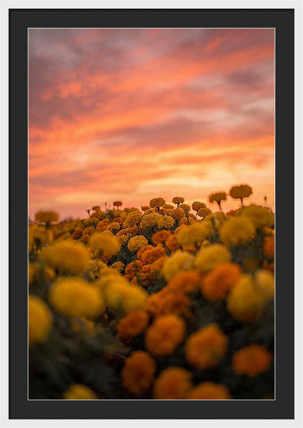 Marigold Fields At Dusk